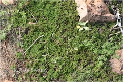 Selaginella wightii